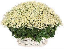 Цветочная композиция из Ромашки в корзине #REPLACE_PRED# Копейске